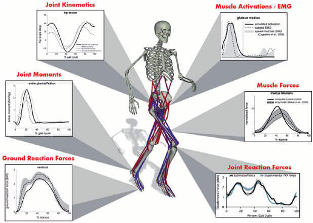 Human Musculoskeletal System